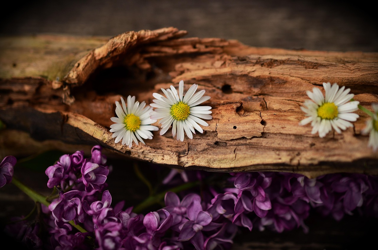 daisy, flower background, lilac, wood, flowers, nature, bloom, blossom, beautiful flowers, weathered wood, flower wallpaper, old wood, cracked wood, decorative, decoration