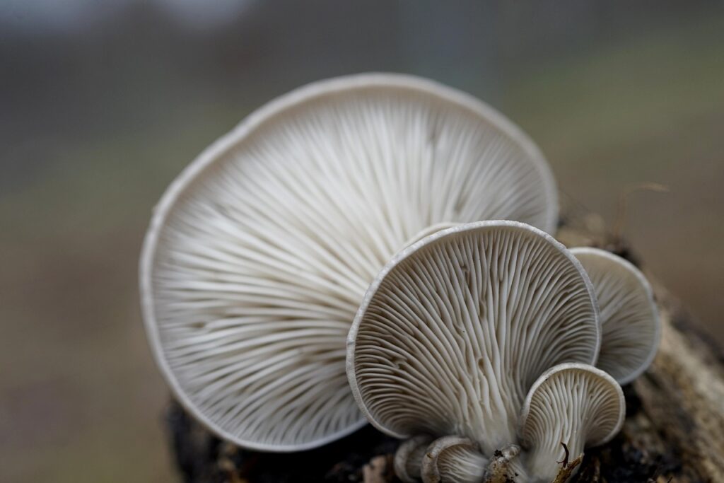 oyster mushrooms, mushrooms, winter mushrooms, pleurotus ostreatus, nature, winter, mycology, close up, macro, oyster mushrooms, mushrooms, mushrooms, mushrooms, mushrooms, mushrooms