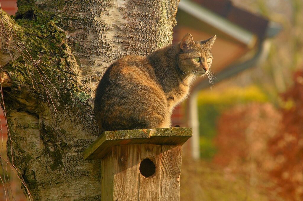 cat, bird house, domestic cat, garden, lurking, watch, spring, animal, pet, kitten, portrait, feline, nature, cat portrait