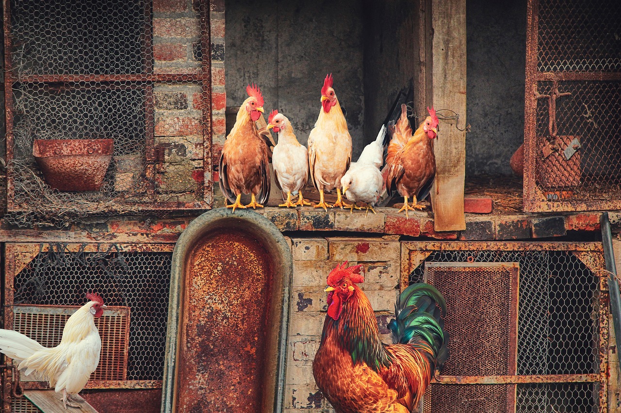 roosters, hens, chickens, chicken coop, birds, poultry, nature, feathers, farm