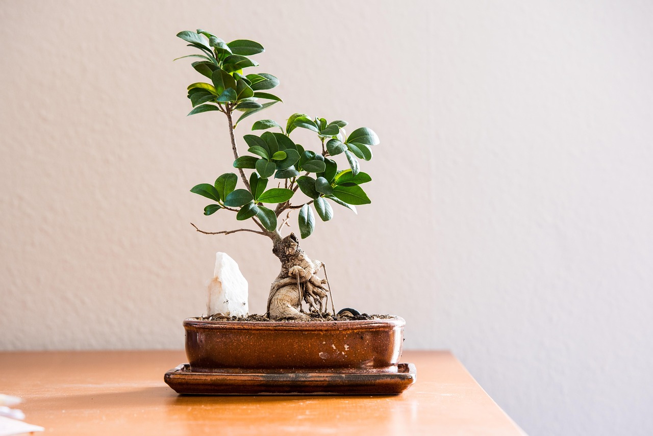 living room, quiet, houseplant, bonsai tree, living room, living room, living room, living room, living room